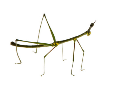竹节虫跳舞素材图片