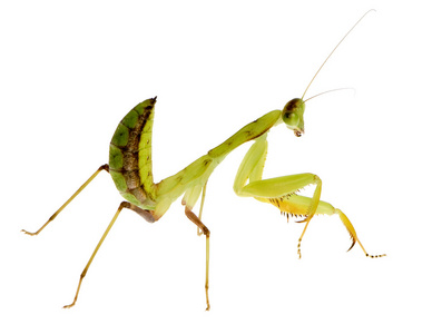 年轻螳螂sphodromantis lineola