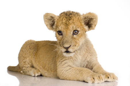 狮子幼崽3个月