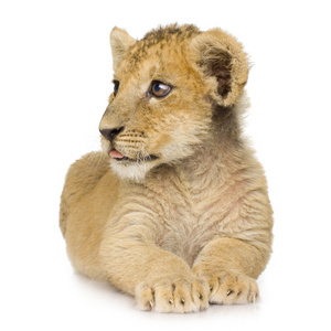 狮子幼崽3个月
