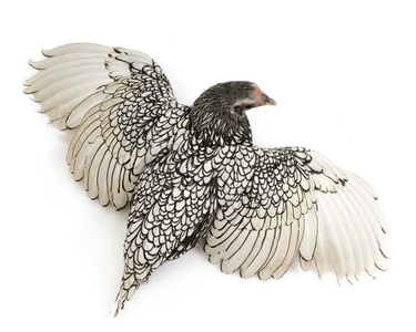 西布赖特公鸡图片