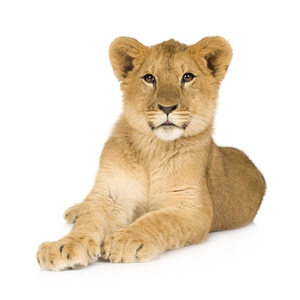 狮子幼崽6个月