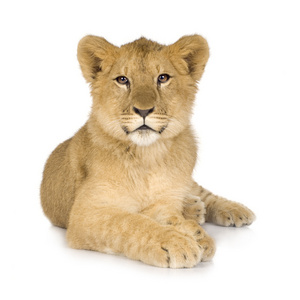狮子幼崽6个月