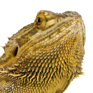 劳森的龙pogona henrylawsoni