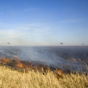 火在 masai mara 肯尼亚