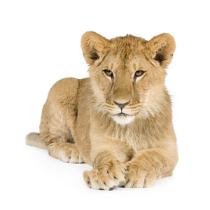 狮子幼崽8个月