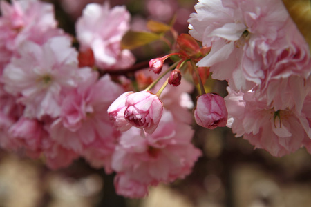 樱桃树花