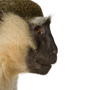 黑脸猴chlorocebus pygerythrus