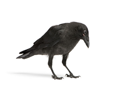 幼乌鸦corvus corone(3个月)照片