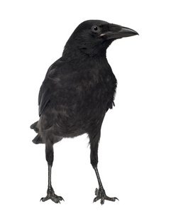 幼乌鸦Corvus Corone3个月