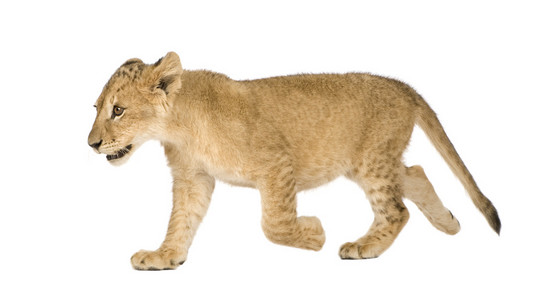 狮子幼崽4个月