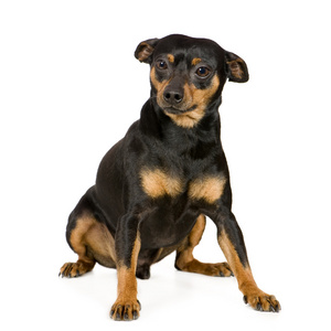 微型 pinscher