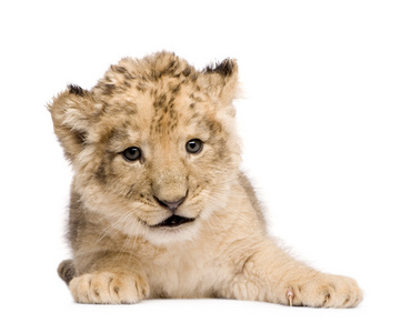 狮子幼崽6周