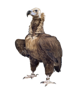 欧亚黑美洲鹫 42 年秃鹫