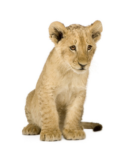 狮子幼崽4个月