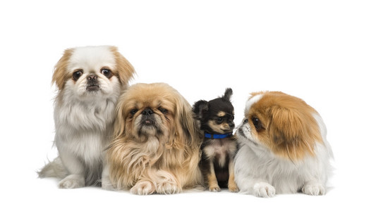北京犬三个 pekingeses 和一个奇瓦瓦照片