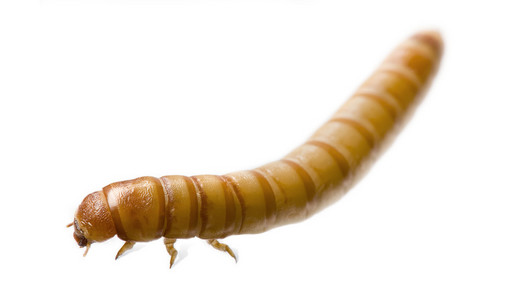 mealworm黄粉虫的幼虫