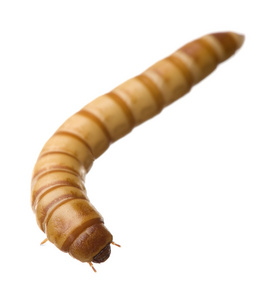 mealworm黄粉虫的幼虫