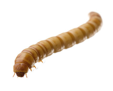 mealworm黄粉虫的幼虫
