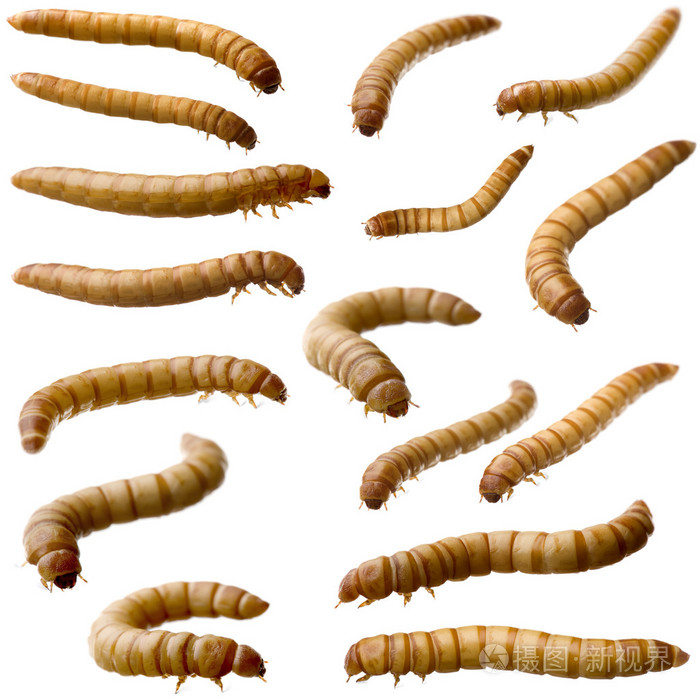 16幼虫的mealworm黄粉虫