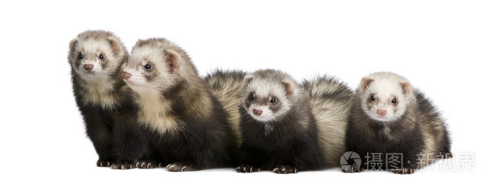 雪貂鼬putorius呋喃并