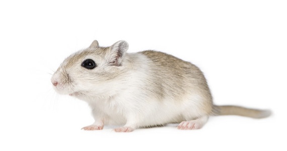 沙鼠乱抛垃圾长爪沙鼠,沙漠鼠大沙鼠(菱形鱼).