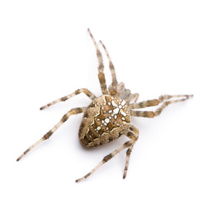 王冠蜘蛛大腹 diadematus照片