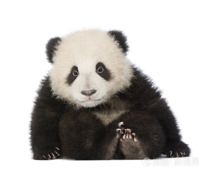 大熊猫大熊猫 6 个月