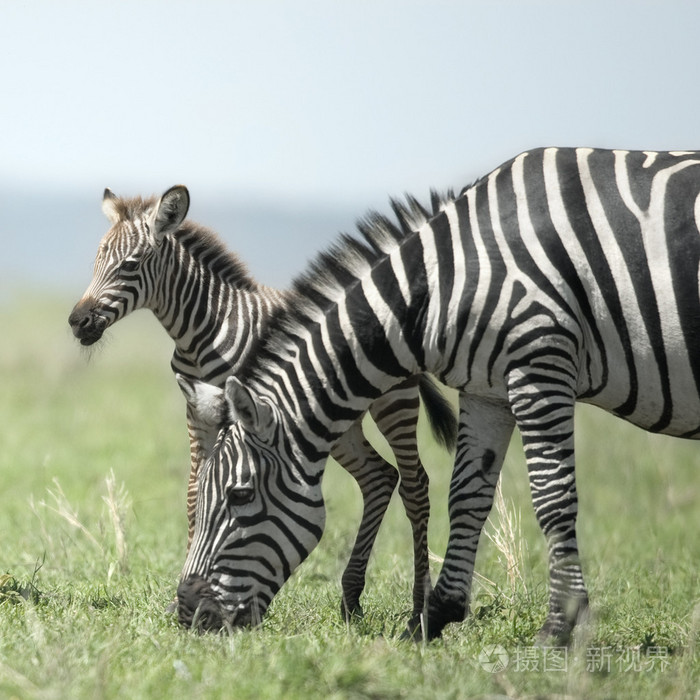 年轻的斑马和他妈妈在塞伦盖蒂
