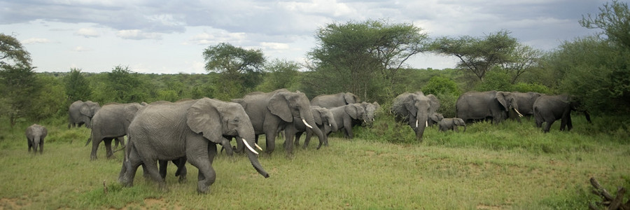 群的大象在塞伦盖蒂平原