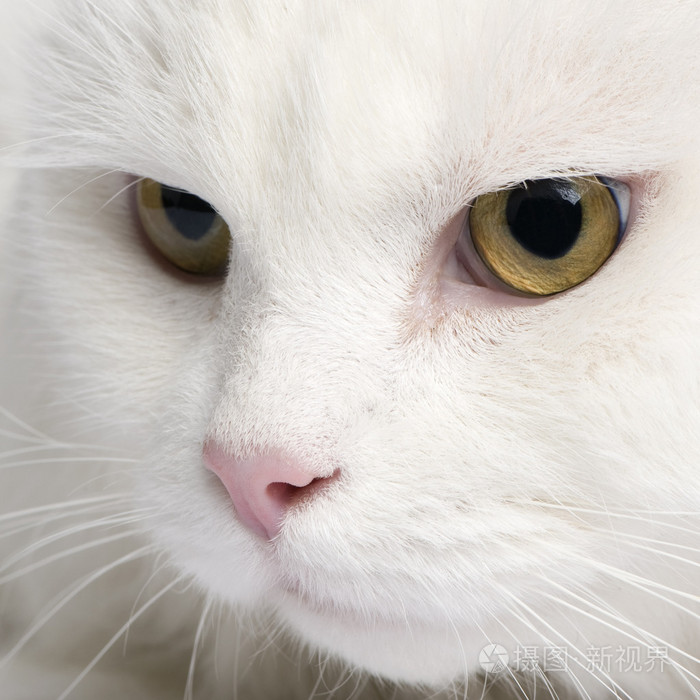 接近一只白安哥拉猫5年