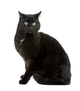黑色欧洲短毛猫(5年)照片
