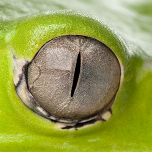 巨叶蛙眼，phyllomedusa 双色的特写