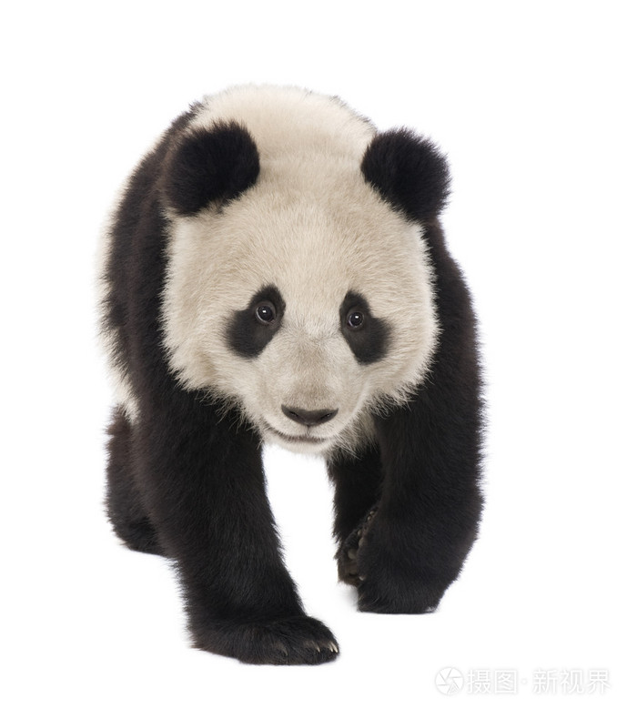 大熊猫大熊猫 18 个月