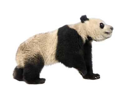 大熊猫大熊猫 18 个月