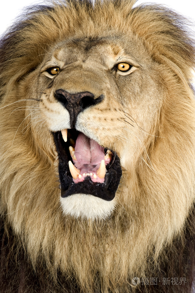 狮子4和一年半非洲狮