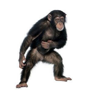 年轻黑猩猩，simia troglodytes，5 岁，站在 fr