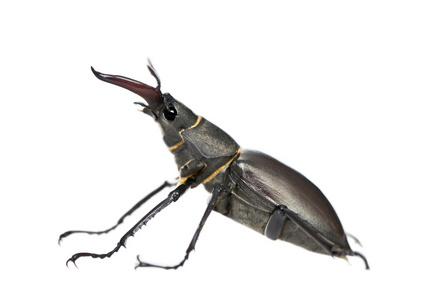 男性欧洲鹿角甲虫，编年史鹿，白色背景，工作室拍摄的侧视图