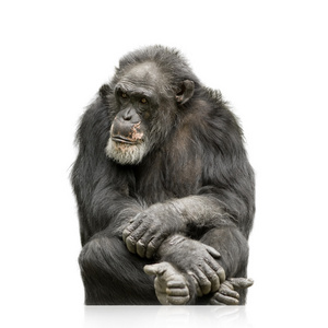 黑猩猩simia troglodytes