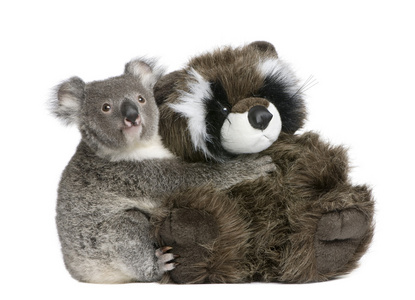 肖像的雄性考拉熊抱抱玩具熊,熊灰,9 个月大,在白色背景前照片