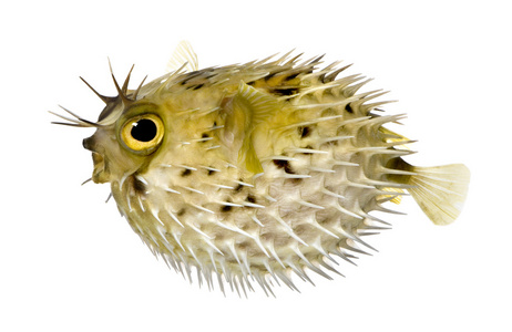 作为多刺 balloonfish-鱼虎也知道长脊柱 porcupinefish照片