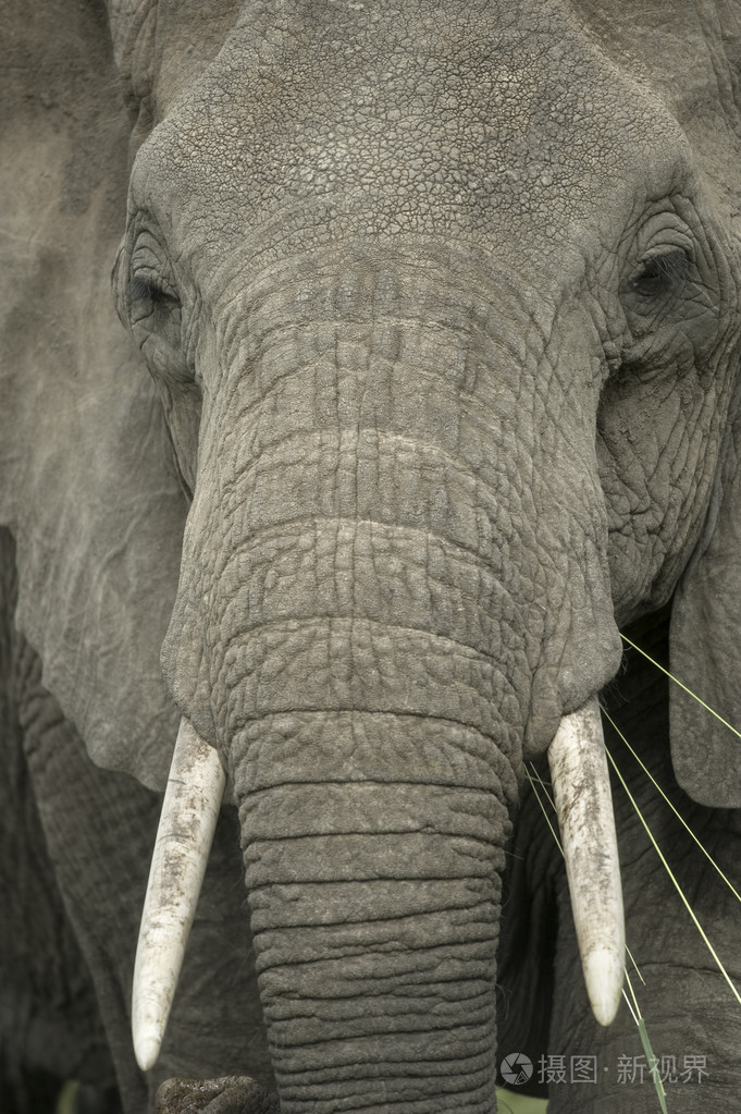 在大象的头上特写