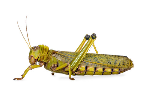 圭亚那蝗虫边视图巨型圭亚那地区蝗虫,tropidacris collaris,工作室