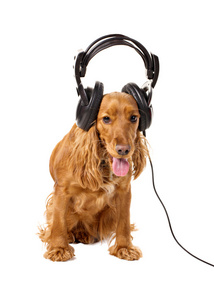 耳机可卡犬