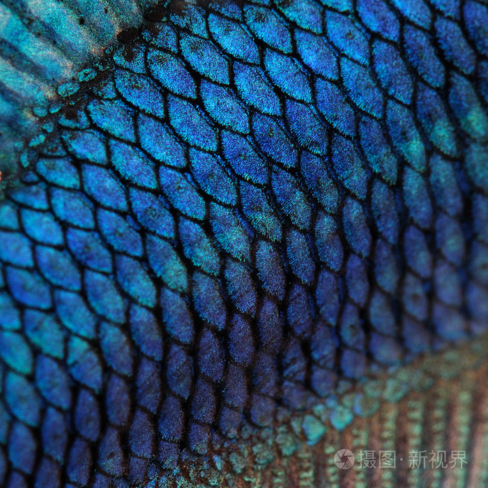 关于鱼皮肤蓝色暹罗斗鱼特写