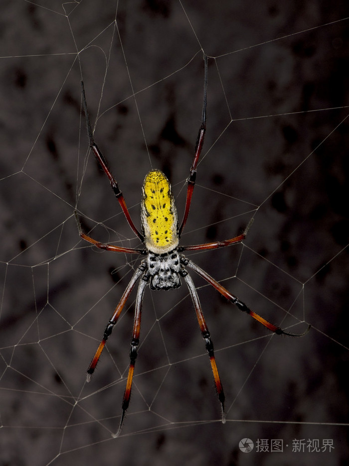 金色圆球网络蜘蛛nephilainaurata马达加斯加吊兰工作室射击黑色背景