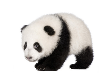 大熊猫大熊猫 4 个月