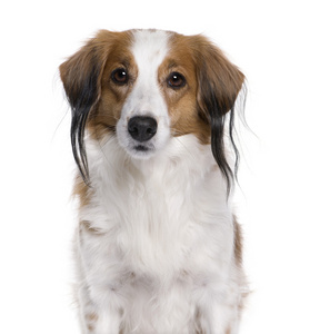 增强的 kooiker 猎犬与穿孔，7 岁的数字