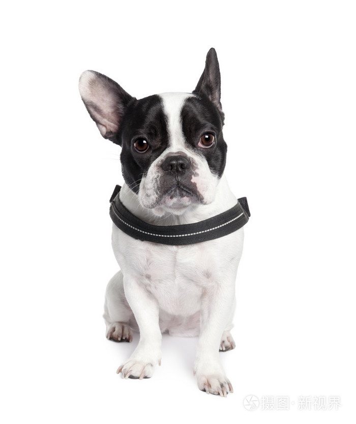 法国斗牛犬坐在白色背景的工作室拍摄的肖像