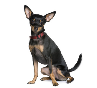 微型 pinscher，2 岁，坐在白色背景前